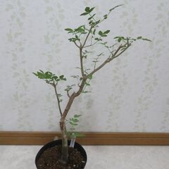 ブルセラ　ファガロイデスの画像