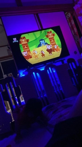 液晶テレビ sony 40V -greenhouse 50