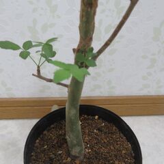 ブルセラ　ファガロイデスの画像
