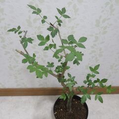 ブルセラ　ファガロイデスの画像