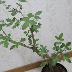 ブルセラ　ファガロイデスの画像