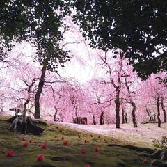 昭和歌謡メイン同年代カラオケ仲間募集