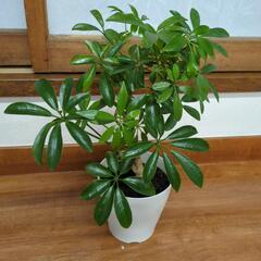 シェフレラ　観葉植物　高さ30センチ