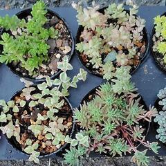 多肉植物　セダム系8種セット①