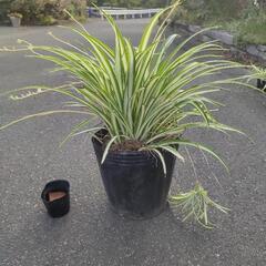 オリヅルラン 大苗
