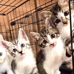 可愛い子猫達です♪