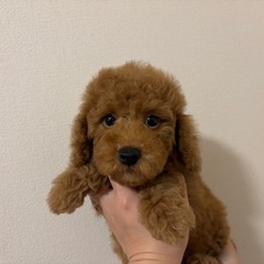 【総額５万円】トイプードル男の子