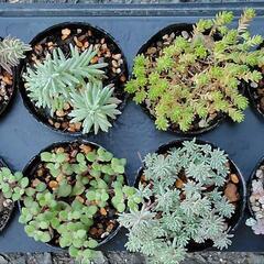 多肉植物　セダム系8種セット②