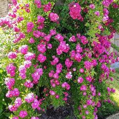 【華やかな薔薇🌹】大苗