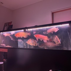 熱帯魚見学