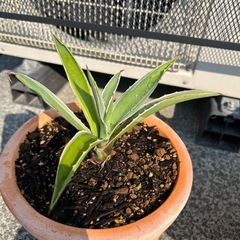 アガベ　白閃光　観葉植物