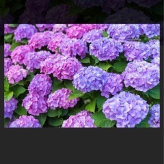 アジサイ等の花々が欲しいです( ´ ▽ ` )