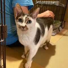 【里親募集・白キジ】名前を呼ぶと返事します！