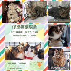 保護猫の譲渡会開催ニャ！2025/6/15(日) 名古屋市…