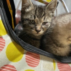 大至急里親様になってくれませんか