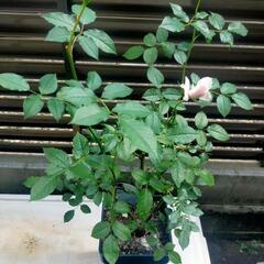 【正規品バラ大苗】シャリマー　薔薇
