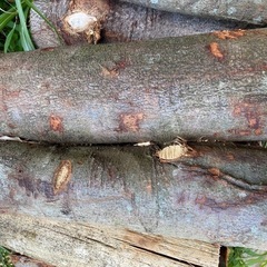 薪（広葉樹）一立米の画像