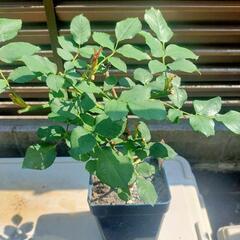 【正規品バラ大苗】アプリコットネクター　薔薇