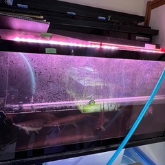 アクリル水槽　熱帯魚用