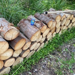 薪（広葉樹）一立米の画像