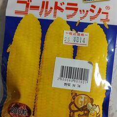 トウモロコシの種 ゴールドラッシュの種