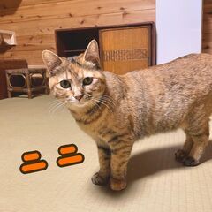 【里親募集・むぎわら】小柄なツンデレ女子☆