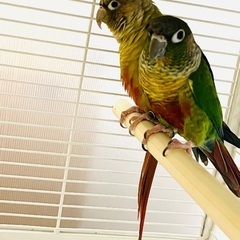 決まりました　繁殖引退　無償里親募集　ウロコインコ