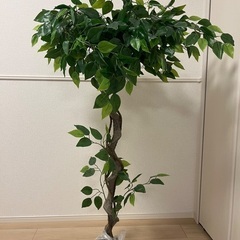 フェイクグリーン/人工観葉植物(ベンジャミン)の画像