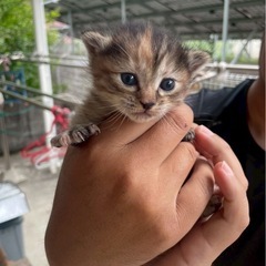 里親募集中です。お母さんと子猫2匹　写真追加しました