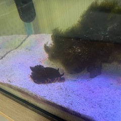 クロシタナシウミウシ