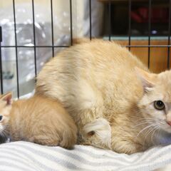 多頭エサやり崩壊現場で保護しました、母猫と子猫、母猫のみか母猫と...