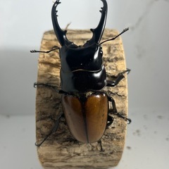 【大型】ラフェルトノコギリクワガタ成虫ペア