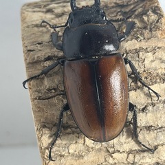 【大型】ラフェルトノコギリクワガタ成虫ペアの画像