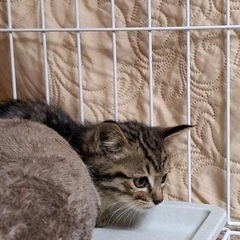 生後1ヶ月くらいの子猫