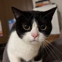 白黒のハチワレの迷子猫を探しています