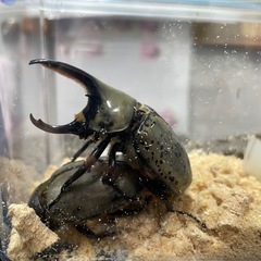 グラントシロカブト　幼虫　5頭セット