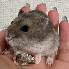 ジャンガリアンハムスター