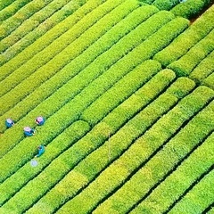 REGZA 50インチの画像