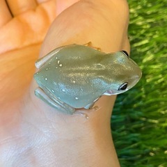 販売停止中の画像
