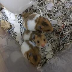 至急！！里親大募集中！ 飼育初心者OK ゴールデンハムスタ…