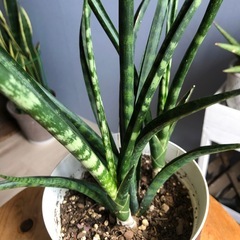 サンスベリア　ファーンウッド  & キリンドリカの子株　観葉植物の画像