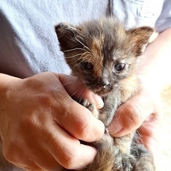 サビ猫