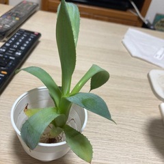 アガベ　コンフェデレートローズの画像