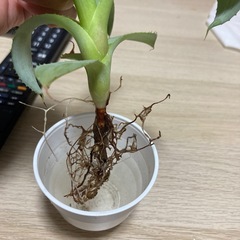 アガベ　コンフェデレートローズの画像