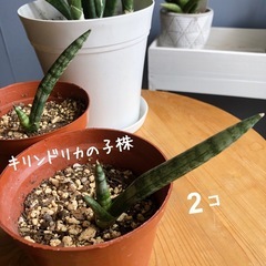 サンスベリア　ファーンウッド  & キリンドリカの子株　観葉植物の画像