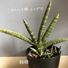 サンスベリア　ファーンウッド  & キリンドリカの子株　観葉植物の画像