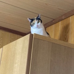 Rubyちゃん助けてください。