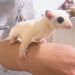 譲渡先決定しました！ フクロモモンガ リューシ ファミリー
