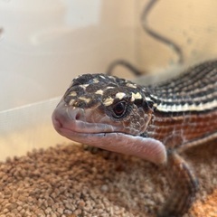 オニプレートトカゲ