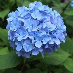 【再募集、宮城在住の方】紫陽花や向日葵を撮りに行きませんか📷️